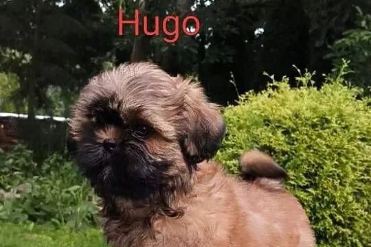 ShihTzu piesek Hugo, Pomorskie, Sopot