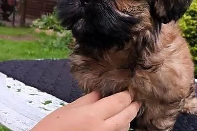 ShihTzu piesek Hugo, Pomorskie, Sopot