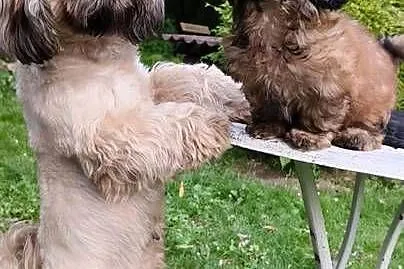 ShihTzu piesek Hugo, Pomorskie, Sopot