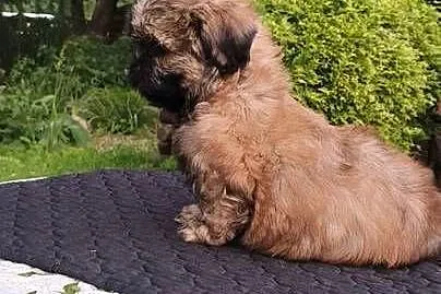 ShihTzu piesek Hugo, Pomorskie, Sopot