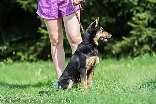 Cloe, młodziutka, wpatrzona w człowieka suczka do 