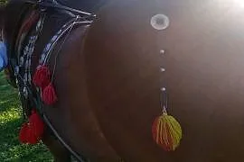 Sprzedam klacz