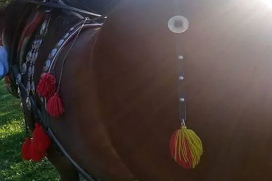 Sprzedam klacz, Podkarpackie, Sędziszów Małopolski