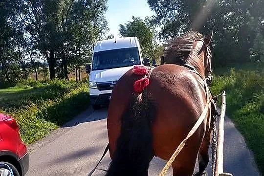 Sprzedam klacz, Podkarpackie, Sędziszów Małopolski