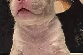 Śliczne szczenięta American Bully Pocket Marle – zdrowe i socjalizowane
