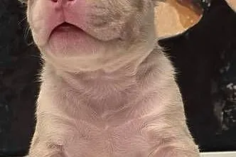 Śliczne szczenięta American Bully Pocket Marle – zdrowe i socjalizowane