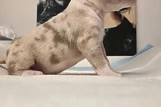 Śliczne szczenięta American Bully Pocket Marle – zdrowe i socjalizowane, Pomorskie, Gdańsk