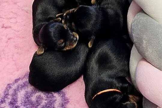 Yorkshire terrier FCI, Zachodniopomorskie, Szczecin