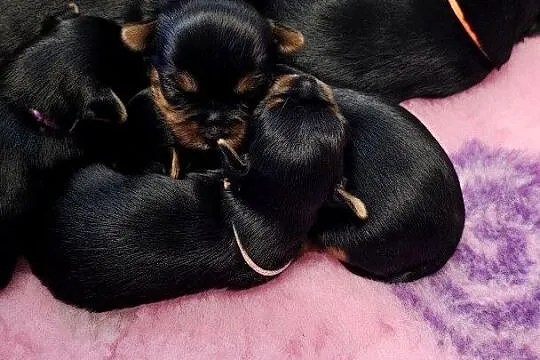 Yorkshire terrier FCI, Zachodniopomorskie, Szczecin