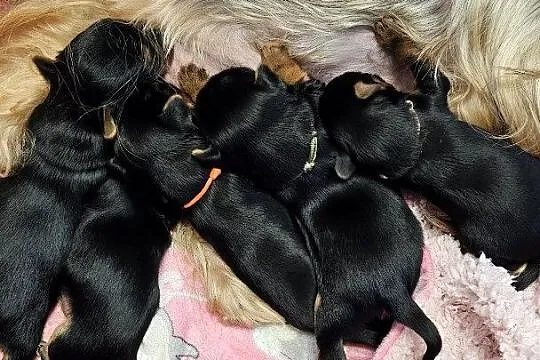 Yorkshire terrier FCI, Zachodniopomorskie, Szczecin