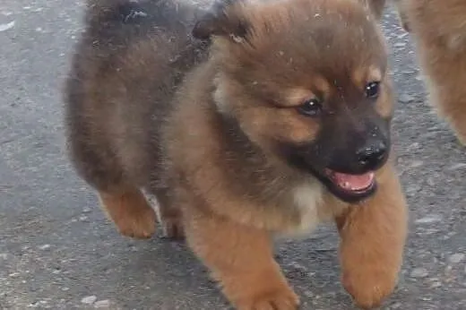 Oskar - malutki piesek do adopcji FILMIK,  łódzkie