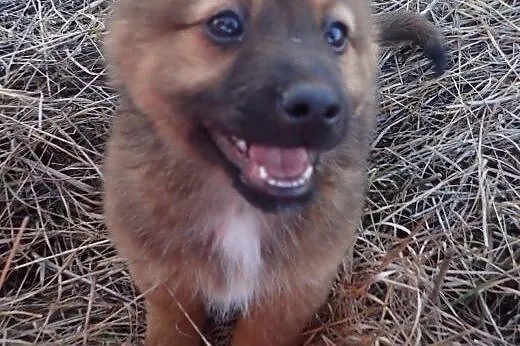 Oskar - malutki piesek do adopcji FILMIK,  łódzkie