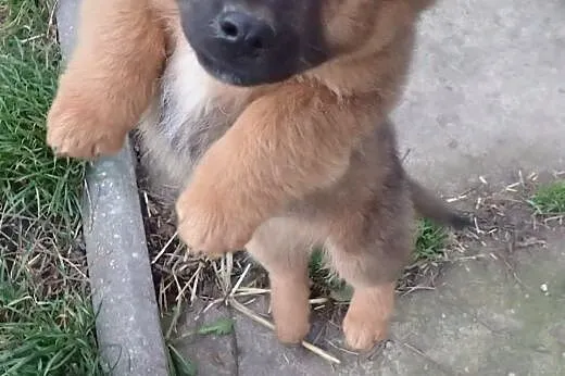 Oskar - malutki piesek do adopcji FILMIK,  łódzkie