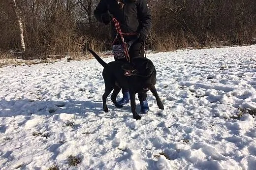 Bandzaiorek, złodziej ludzkich serc czeka na dom.,