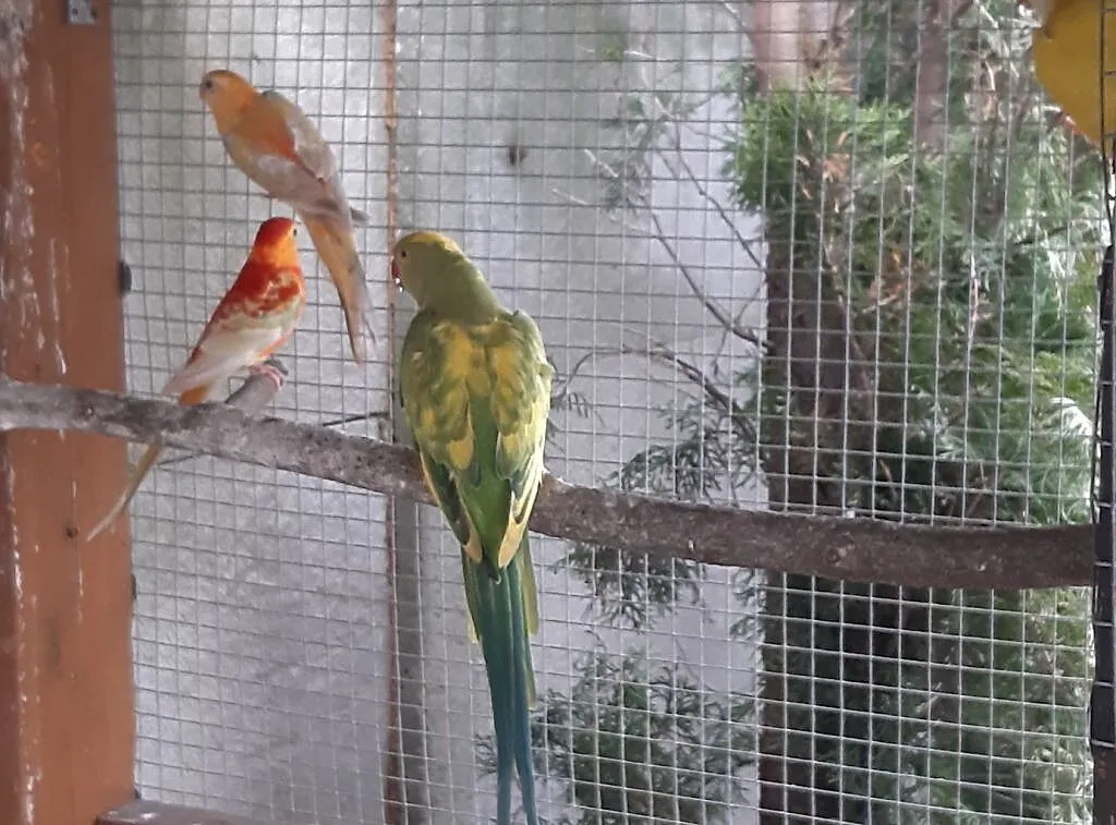 Świergoty Orange, Mazowieckie, Radom