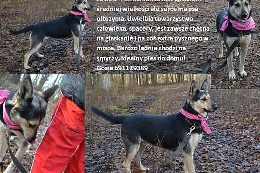 Merry - kochana sunia szuka pilnie domu.,  wielkopolskie Poznań