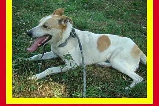 18kg,2lata,młody,kocha człowieka,pies FLOREK,  mał