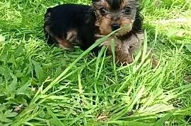Yorkshire Terrier XXS
