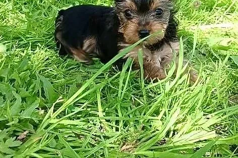 Yorkshire Terrier XXS, Zachodniopomorskie, Grzybno
