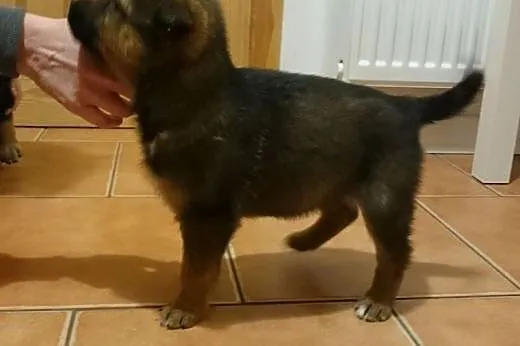 Malutka Misia szuka dobrego domu,  mazowieckie War