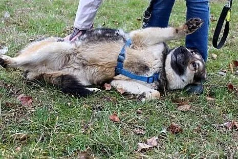 Kobra szuka domu!,  dolnośląskie Głogów
