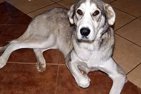 Bardzo łagodna, mądra suczka - idealny pies rodzinny ADOPCJA, Kundelki cała Polska