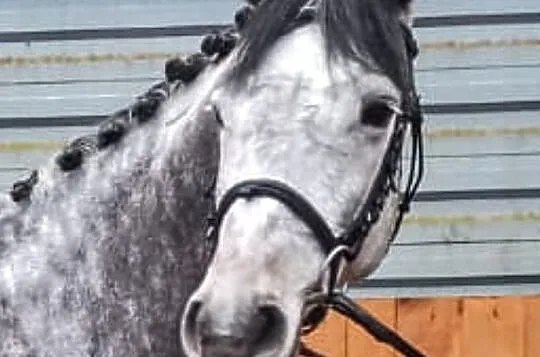 Walach Holstein, , 