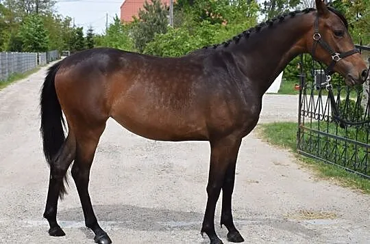 KLACZ 2019 NA SPRZEDAŻ, , Dobromierz
