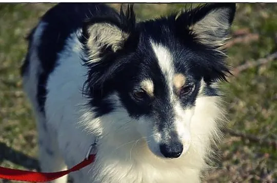 CUDOWNA KOKO do adopcji!