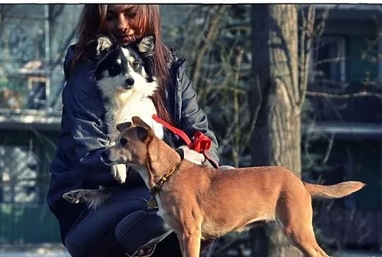CUDOWNA KOKO do adopcji!