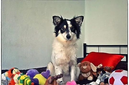CUDOWNA KOKO do adopcji!