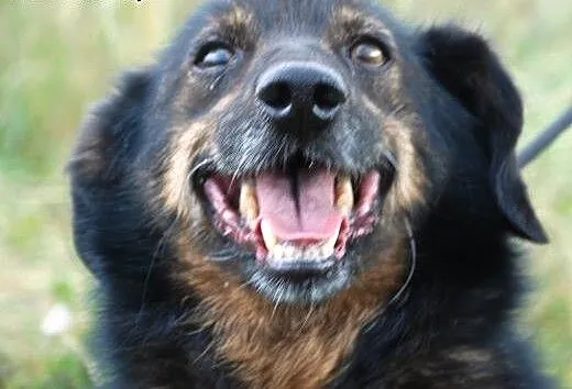 Zenek- nieduży, towarzyski piesek - ADOPCJA, mało