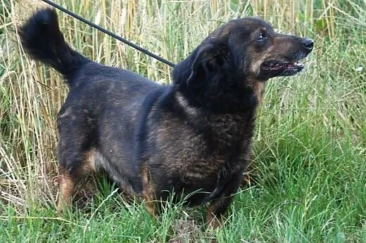 Zenek- nieduży, towarzyski piesek - ADOPCJA,  mało