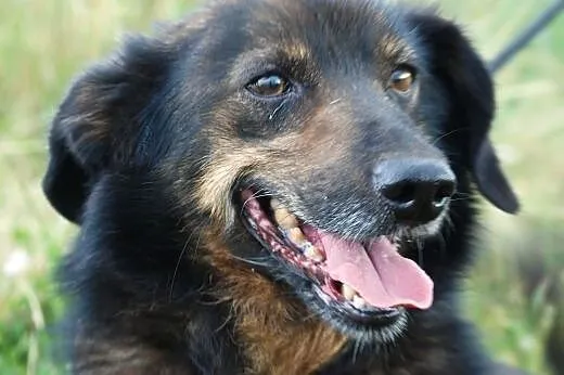 Zenek- nieduży, towarzyski piesek - ADOPCJA,  mało