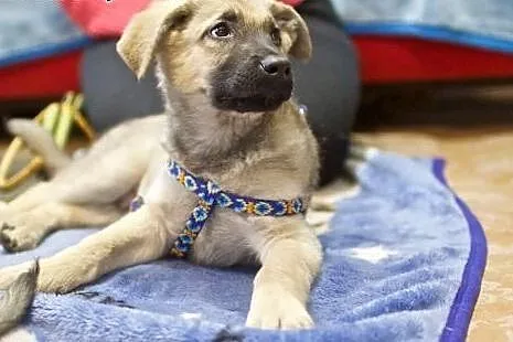 HYZIO do adopcji!!!,  mazowieckie Warszawa