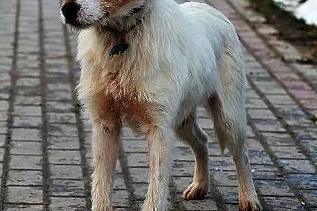 MARTINI - niewątpliwie terier