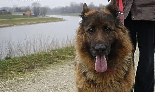 Psi ideał - Owczarek niemiecki, Daisy. Nie żartuje
