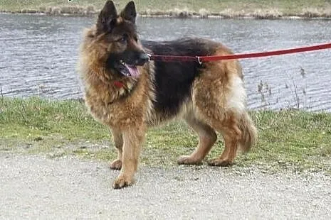 Psi ideał - Owczarek niemiecki, Daisy. Nie żartuje