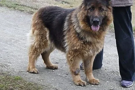 Psi ideał - Owczarek niemiecki, Daisy. Nie żartuje