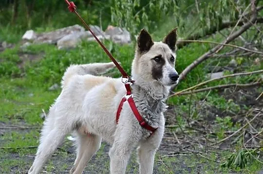 TOMASZEK - po 9 latach uratowany i odpięty z łańcucha-do adopcji!