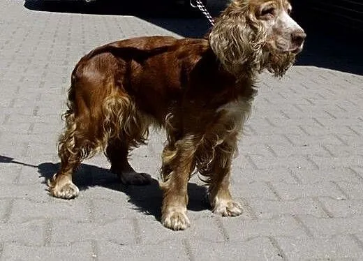 Trzyletnia Dina do adopcji , dolnośląskie Lubań