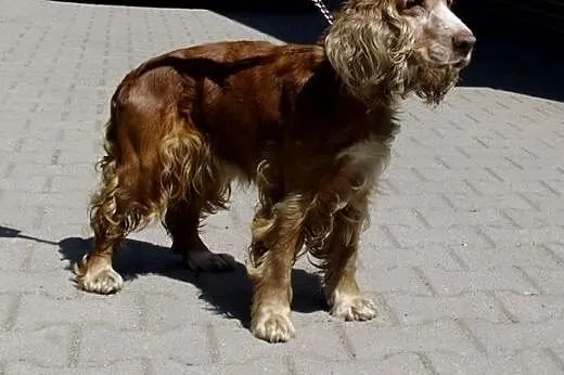 Trzyletnia Dina do adopcji ,  dolnośląskie Lubań