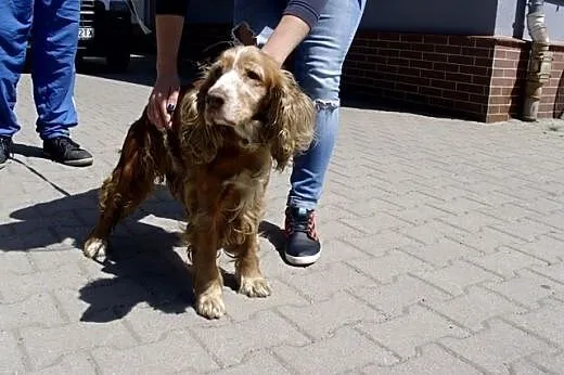 Trzyletnia Dina do adopcji ,  dolnośląskie Lubań