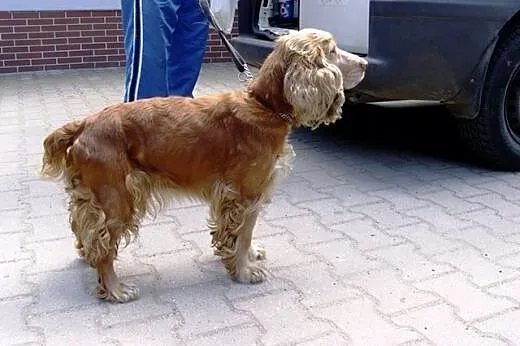 Trzyletnia Dina do adopcji ,  dolnośląskie Lubań
