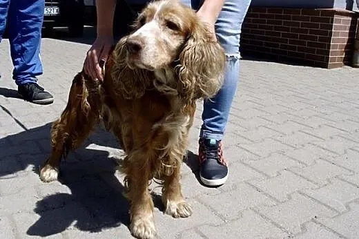 Trzyletnia Dina do adopcji ,  dolnośląskie Lubań