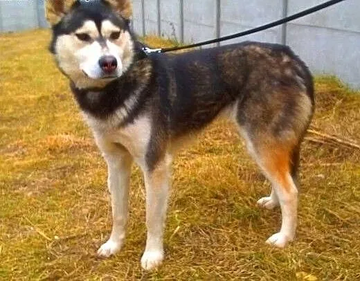 IZA - piękna, nieduża sunia sunia syberian husky d