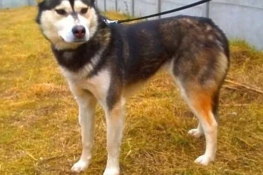 IZA - piękna, nieduża sunia sunia syberian husky d