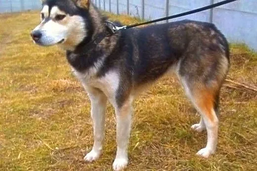 IZA - piękna, nieduża sunia sunia syberian husky d