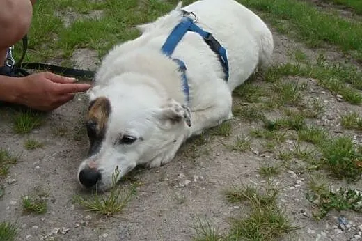 Sunia Tola szuka dobrego i bezpiecznego domu,  maz