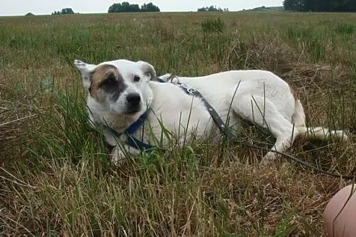 Sunia Tola szuka dobrego i bezpiecznego domu,  maz